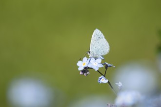 Holly blue butterfly (Celastrina argiolus) adult insect feeding on a garden Forget-me-not flower in