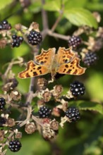 Comma butterfly (Polygonia c-album) adult insect on a blackberry fruit in autumn, England, United