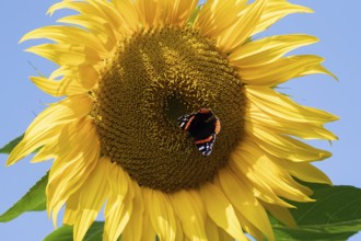 Red admiral butterfly (Vanessa atalanta) adult insect feeding on a garden sunflower flower in