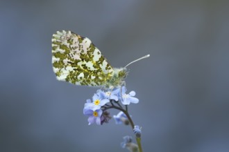Orange tip butterfly (Anthocharis cardamines) adult insect on a garden blue Forget-me-not flower in