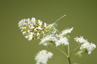 Orange tip butterfly (Anthocharis cardamines) adult insect on a garden white flower in spring,