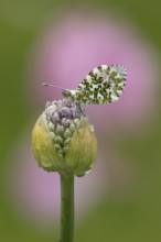 Orange tip butterfly (Anthocharis cardamines) adult insect resting on a garden Allium flower bud in