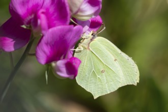 Brimstone butterfly (Gonepteryx rhamni) adult insect feeding on a garden Sweet pea flower in