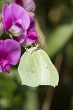 Brimstone butterfly (Gonepteryx rhamni) adult insect feeding on a garden Sweet pea flower in