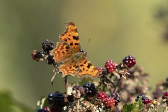 Comma butterfly (Polygonia c-album) adult insect on blackberries fruit in autumn, England, United