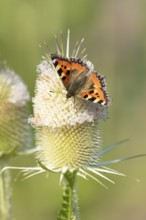 Small tortoiseshell butterfly (Aglais urticae) adult insect feeding on Teasel flowers in summer,