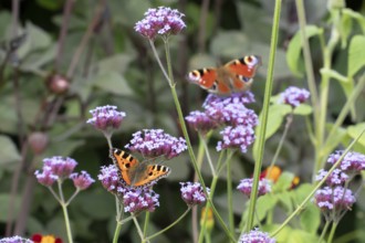 Small tortoiseshell butterfly (Aglais urticae) adult insect feeding on garden Verbena bonariensis