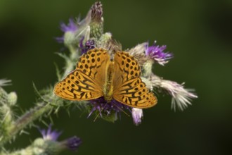Silver washed fritillary butterfly (Argynnis paphia) adult insect feeding on purple Thistle flower