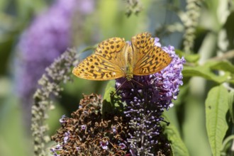 Silver washed fritillary butterfly (Argynnis paphia) adult insect feeding on purple garden Buddleja
