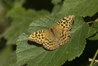 Silver-washed fritillary butterfly (Argynnis paphia) adult insect resting on a hazel tree leaf in a