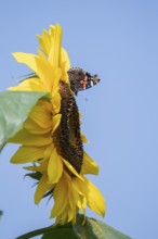 Red admiral butterfly (Vanessa atalanta) adult insect feeding on garden sunflower flower in summer,