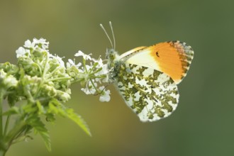 Orange tip butterfly (Anthocharis cardamines) adult insect feeding on a garden white flower in