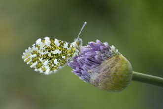 Orange tip butterfly (Anthocharis cardamines) adult insect resting on a garden Allium flower bud in