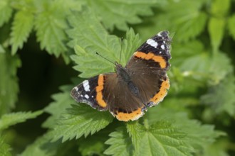 Red admiral butterfly (Vanessa atalanta) adult insect resting on Stinging nettle leaves in summer,