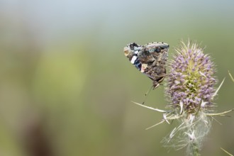Red admiral butterfly (Vanessa atalanta) adult insect feeding on a Teasel flower in summer,