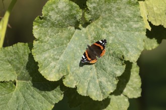 Red admiral butterfly (Vanessa atalanta) adult insect resting on a garden squash vegetable plant