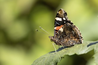 Red admiral butterfly (Vanessa atalanta) adult insect resting on a garden plant leaf in summer,