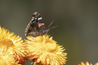 Red admiral butterfly (Vanessa atalanta) adult insect feeding on a garden Strawflower flower in
