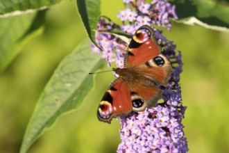 Peacock butterfly (Aglais io) adult insect feeding on purple garden Buddleja flowers in summer,