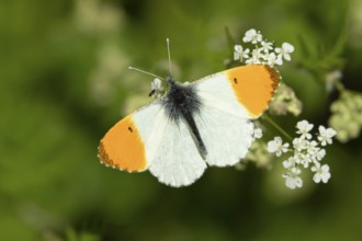 Orange tip butterfly (Anthocharis cardamines) adult insect feeding on a garden white Garlic mustard
