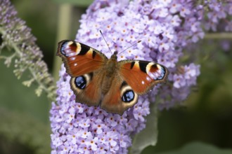Red admiral butterfly (Vanessa atalanta) adult insect feeding on garden purple Buddleia or Buddleja