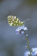 Orange tip butterfly (Anthocharis cardamines) adult insect feeding on a garden Forget-me-not flower