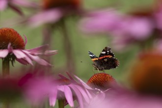 Red admiral butterfly (Vanessa atalanta) adult insect feeding on a garden purple Coneflower
