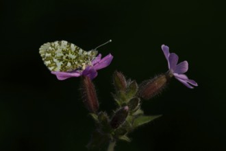 Orange tip butterfly (Anthocharis cardamines) adult insect on a garden Red campion flower in