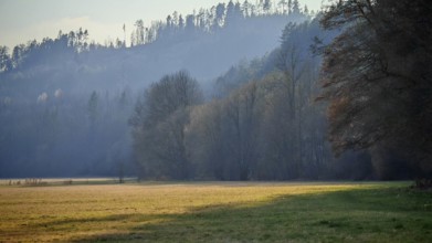 Early in the morning, light falls on a meadow on the edge of the forest, mountains in the