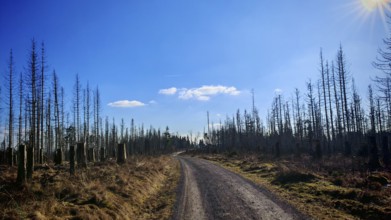 A lonely gravel road leads through bare trees, under a clear, blue winter sky, forest area with