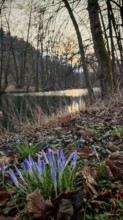 Crocus flowers (crocus) on the bank of a quiet pond, surrounded by foliage and bare trees,