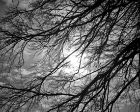 Barren branches of a tree against a cloudy sky in black and white, Frankenwald nature park Park