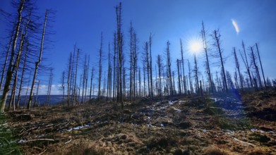 Sunlight shining through a wintry forest with bare trees, deep blue sky, forest area with spruces