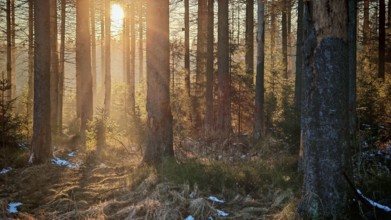 Sunbeams flood a forest, snow-covered ground, tall trees all around, Rennsteig, Thuringian Forest
