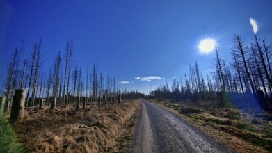 Bare trees and blue sky, a gravel road leads through the wintry landscape, forest area with spruces