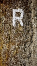 Close-up of a tree trunk with a white painted letter R as a signpost and moss, Rennsteig,