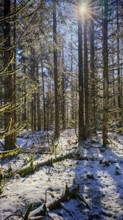 Snowy forest with trees breaking sunbeams and casting shadows, Rennsteig, Thuringian Forest nature