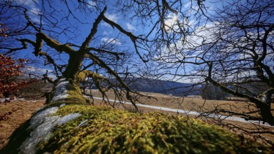 Moss-covered (bryophyta), lying tree trunk in a hilly landscape under a blue sky, Rennsteig,