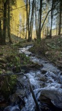 Small stream flows through a forest surrounded by moss and trees in sunlight, Franconian Forest