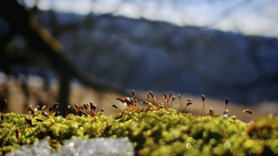 Close-up of moss (bryophyta) with background blur emphasising small plants, Rennsteig, Thuringian