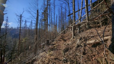 Forest path with bare trees under a blue sky, forest area with spruce trees (picea) destroyed by