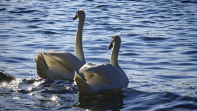 Two swans (cygnus) swimming elegantly on a lake with a sparkling water surface, Izola, Slovenia