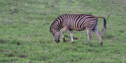 Burchell's zebra (Equus burchellii), KwaZulu Natal province, South Africa