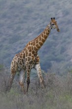 South African giraffe or Cape giraffe (Giraffa giraffa giraffa or Giraffa camelopardalis giraffa),