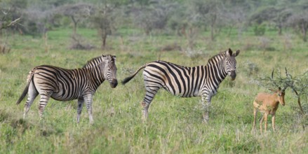 Burchell's zebra (Equus burchellii) and Impala (Aepyceros melampus melampus), KwaZulu Natal