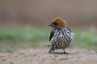 Lesser striped swallow (Cecropis abyssinica), KwaZulu Natal province, South Africa