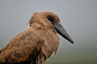 Hamerkop (Scopus umbretta) portrait, KwaZulu Natal province, South Africa