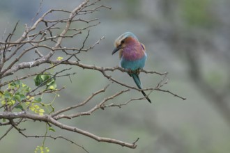 Lilac-breasted Roller (Coracias caudatus), KwaZulu Natal province, South Africa