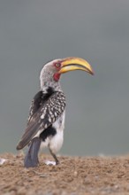 Yellow-billed Hornbill (Tockus flavirostris), KwaZulu Natal province, South Africa