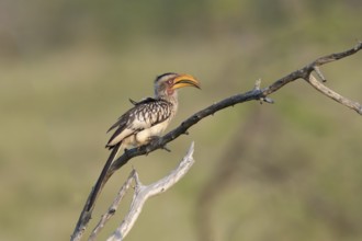 Yellow-billed Hornbill (Tockus flavirostris), KwaZulu Natal province, South Africa